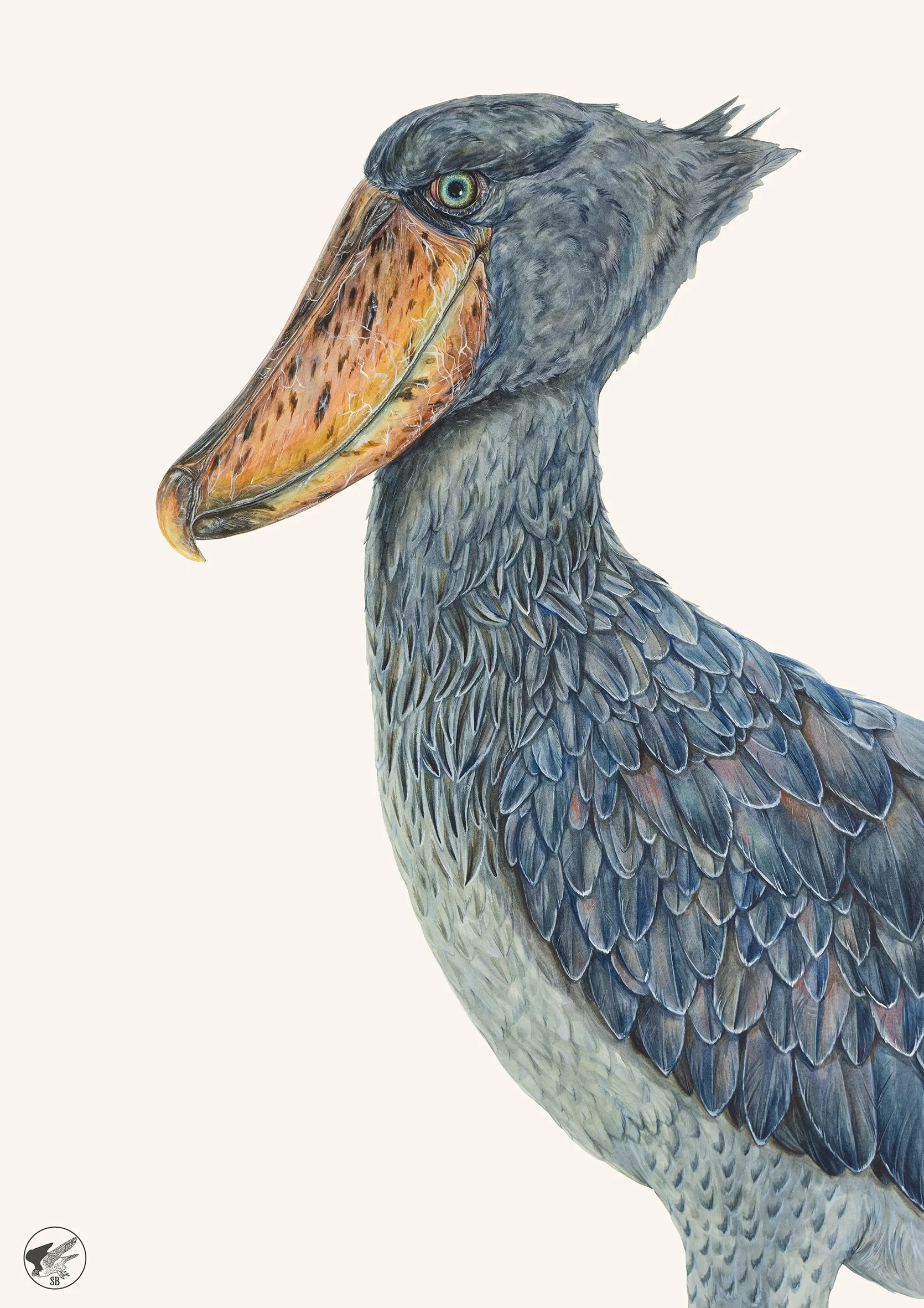 Shoebill Small.jpg