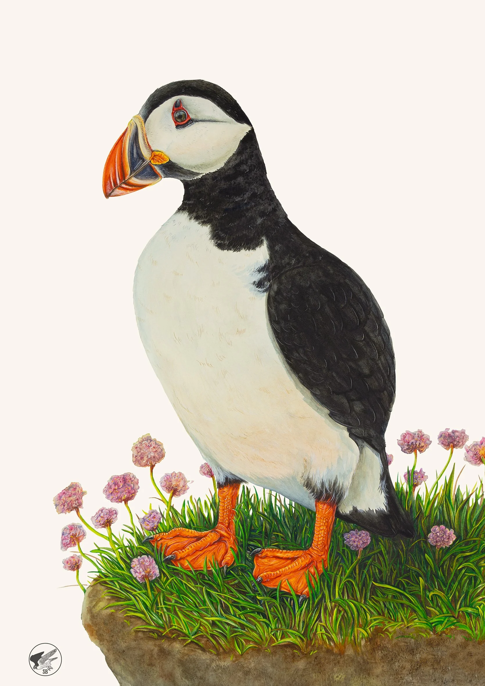 Atlantic Puffin Small.jpg