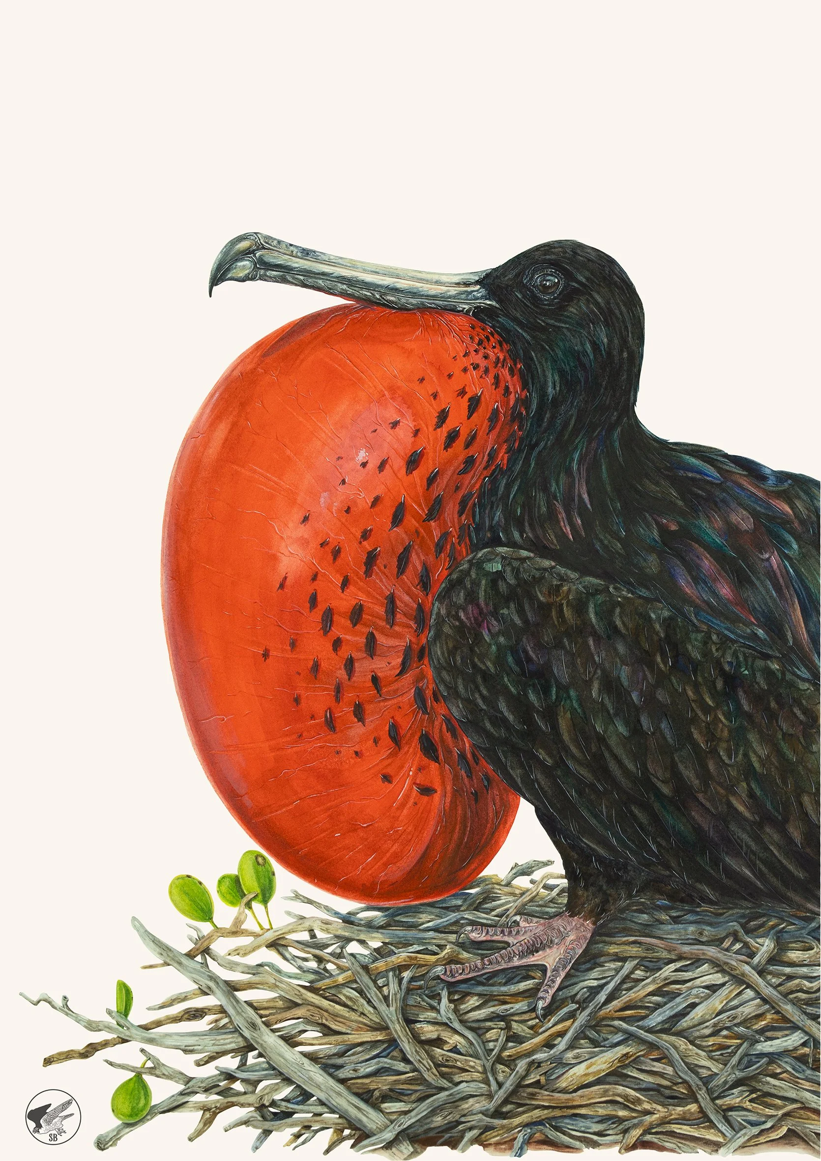 Magnificent Frigatebird Small.jpg