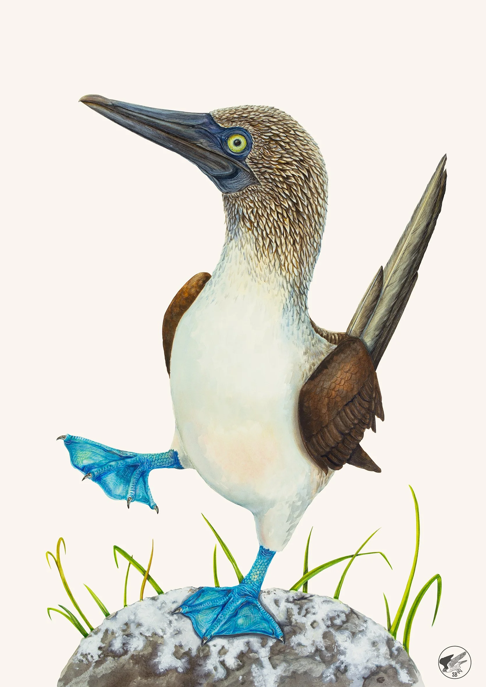 Blue-footed Booby Small.jpg