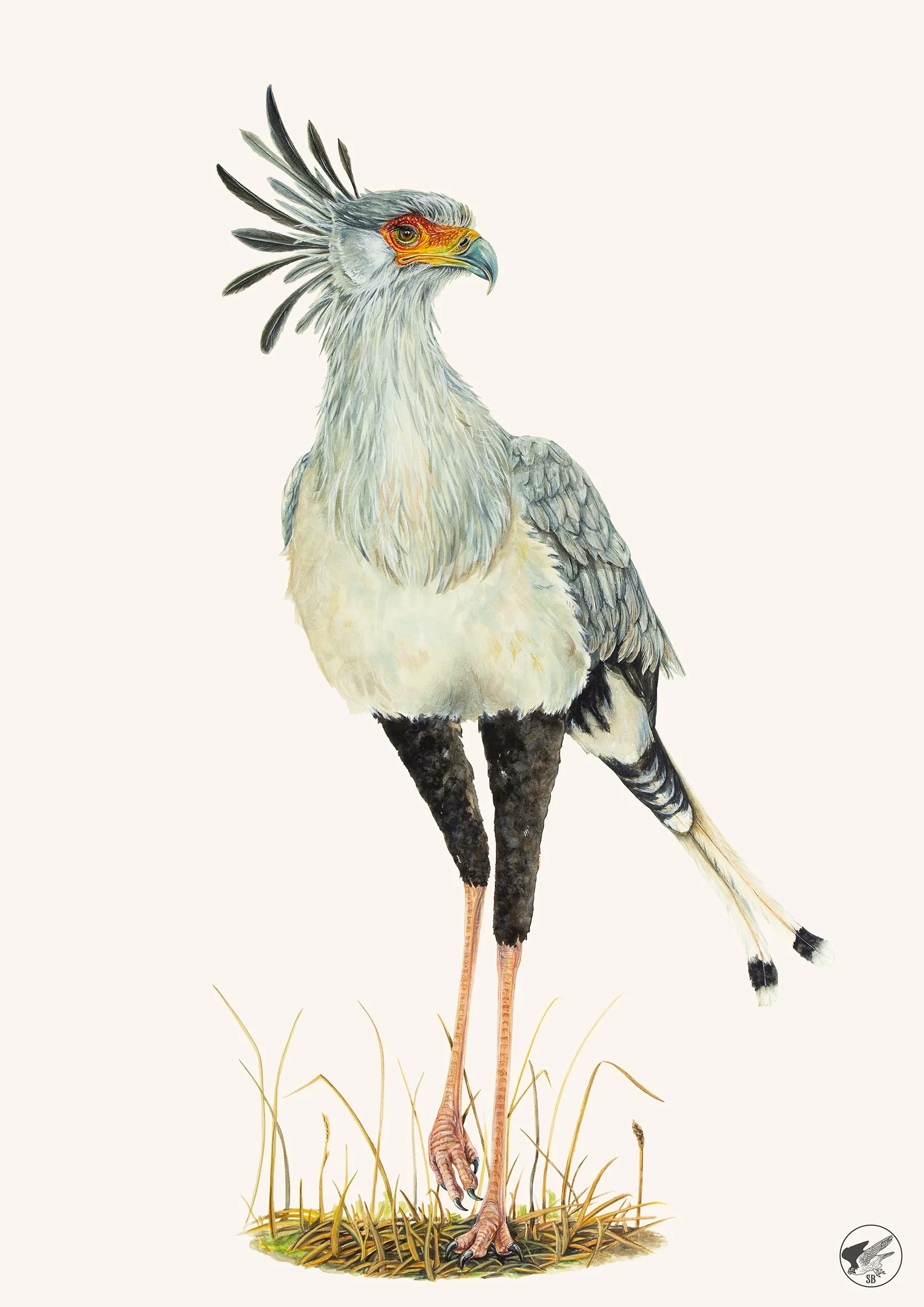 Secretary Bird Small.jpg