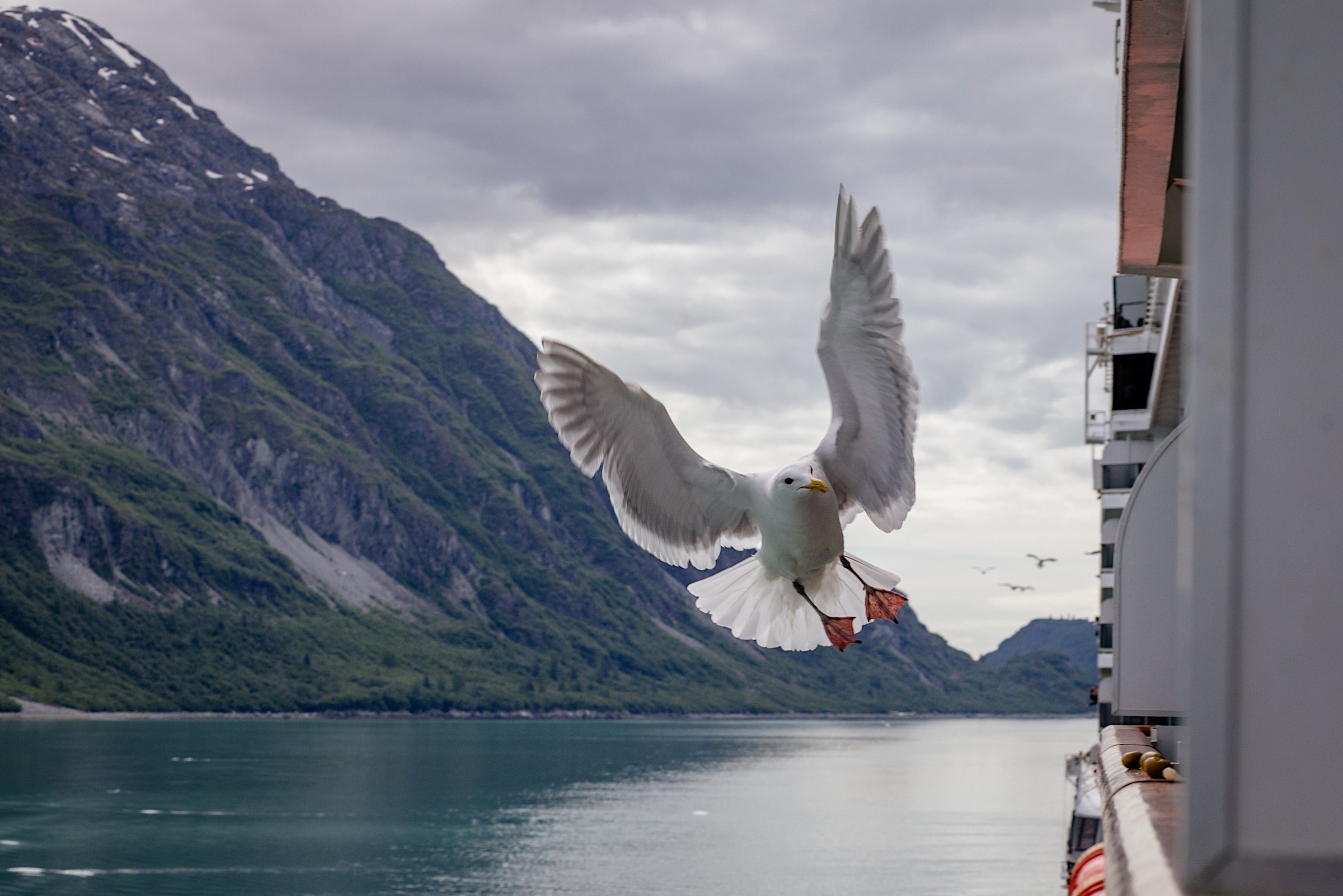 02_20180612_Alaskan Seagulls_Sam Walzade-7551.jpg
