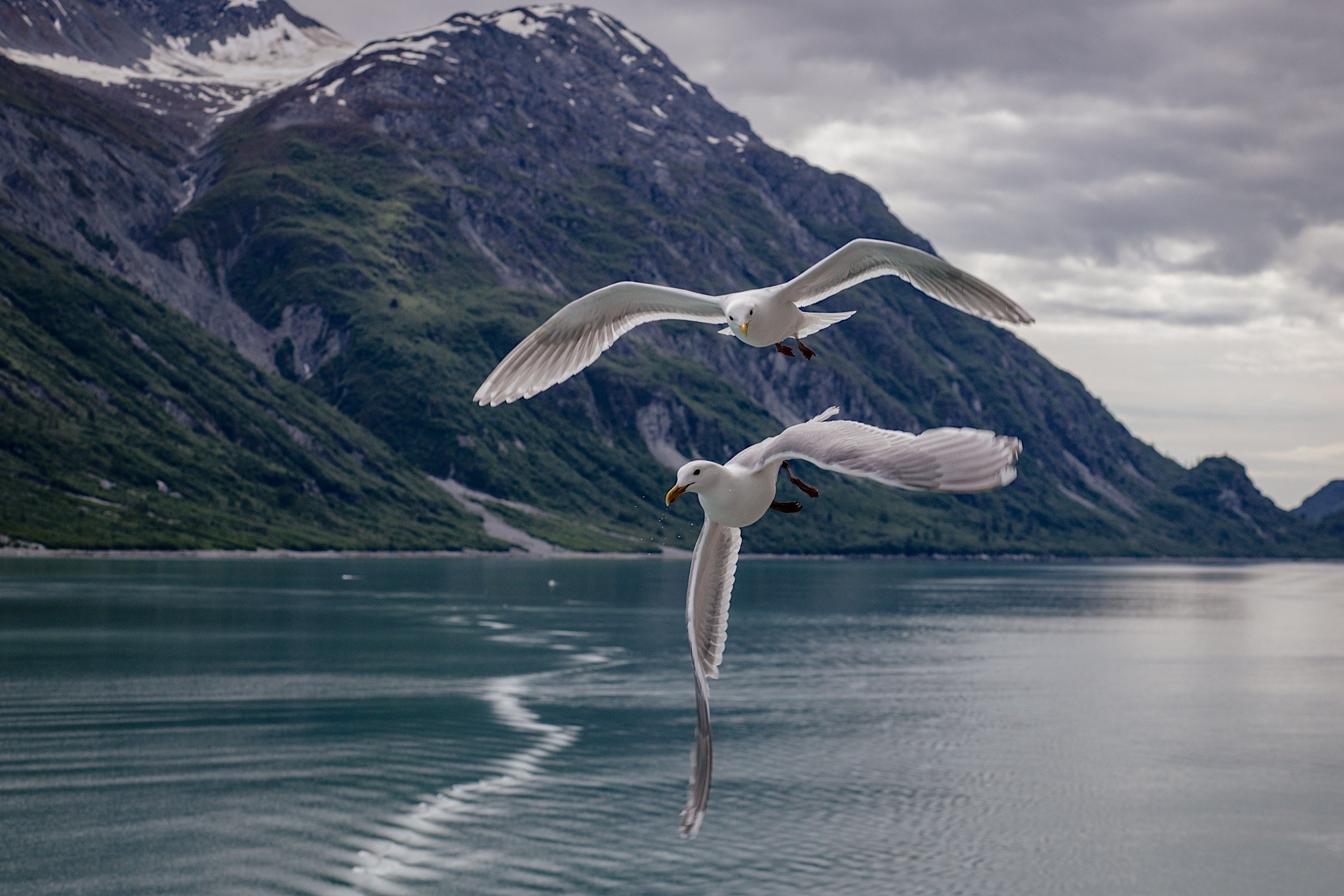 08_20180612_Alaskan Seagulls_Sam Walzade-7728.jpg