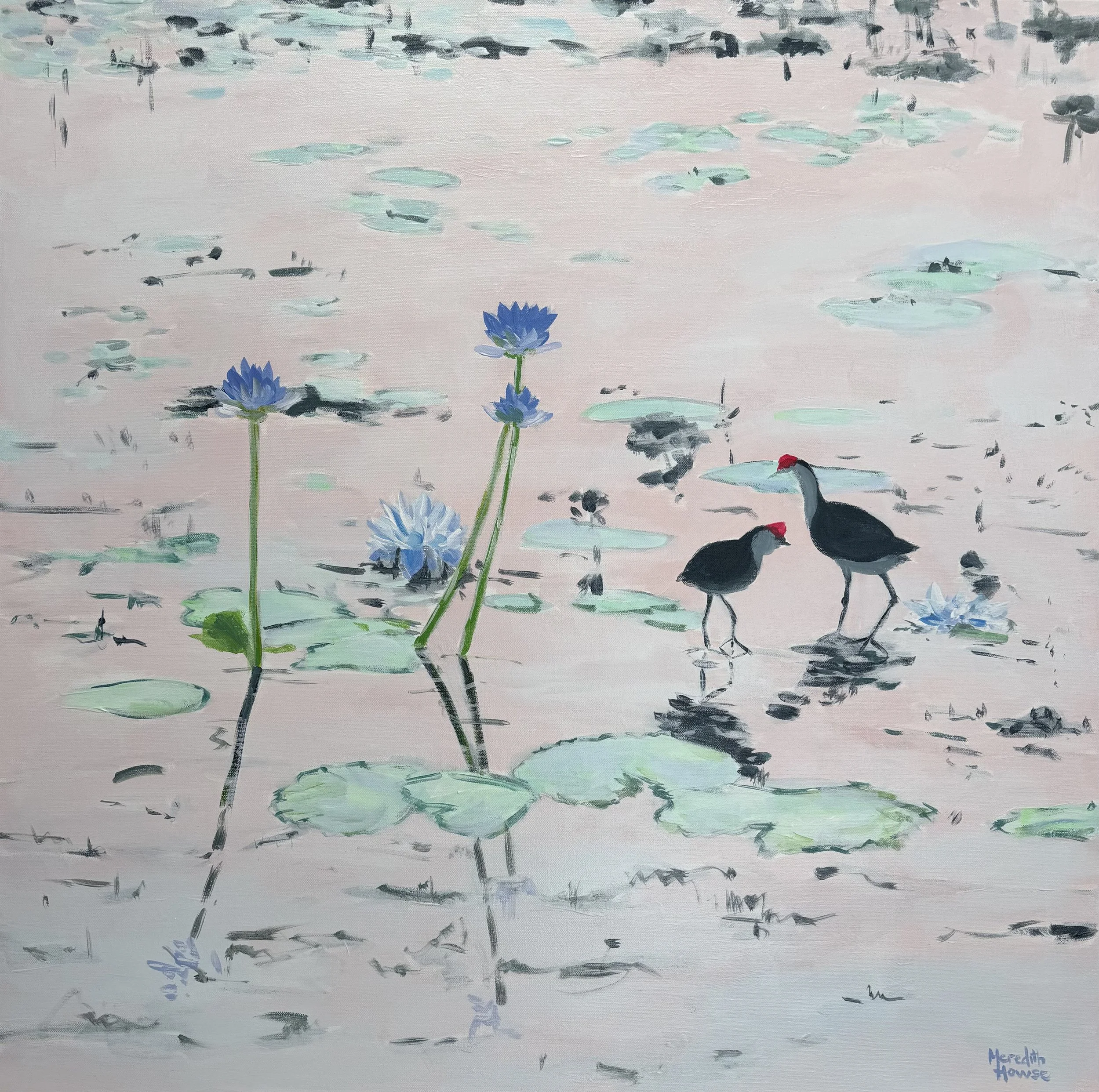 Kakadu Jacana