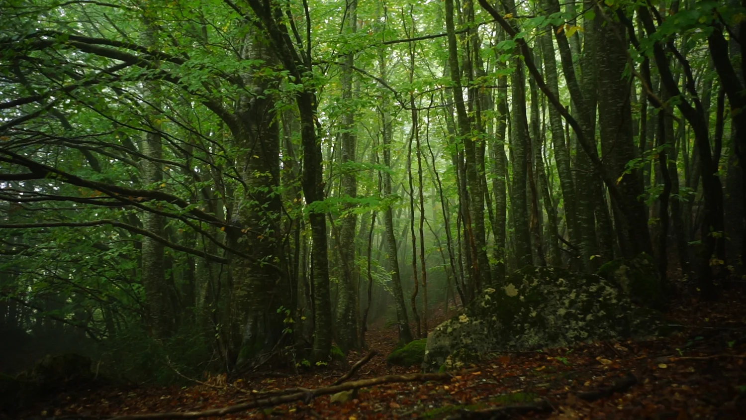 Foret (1 sur 1).jpg