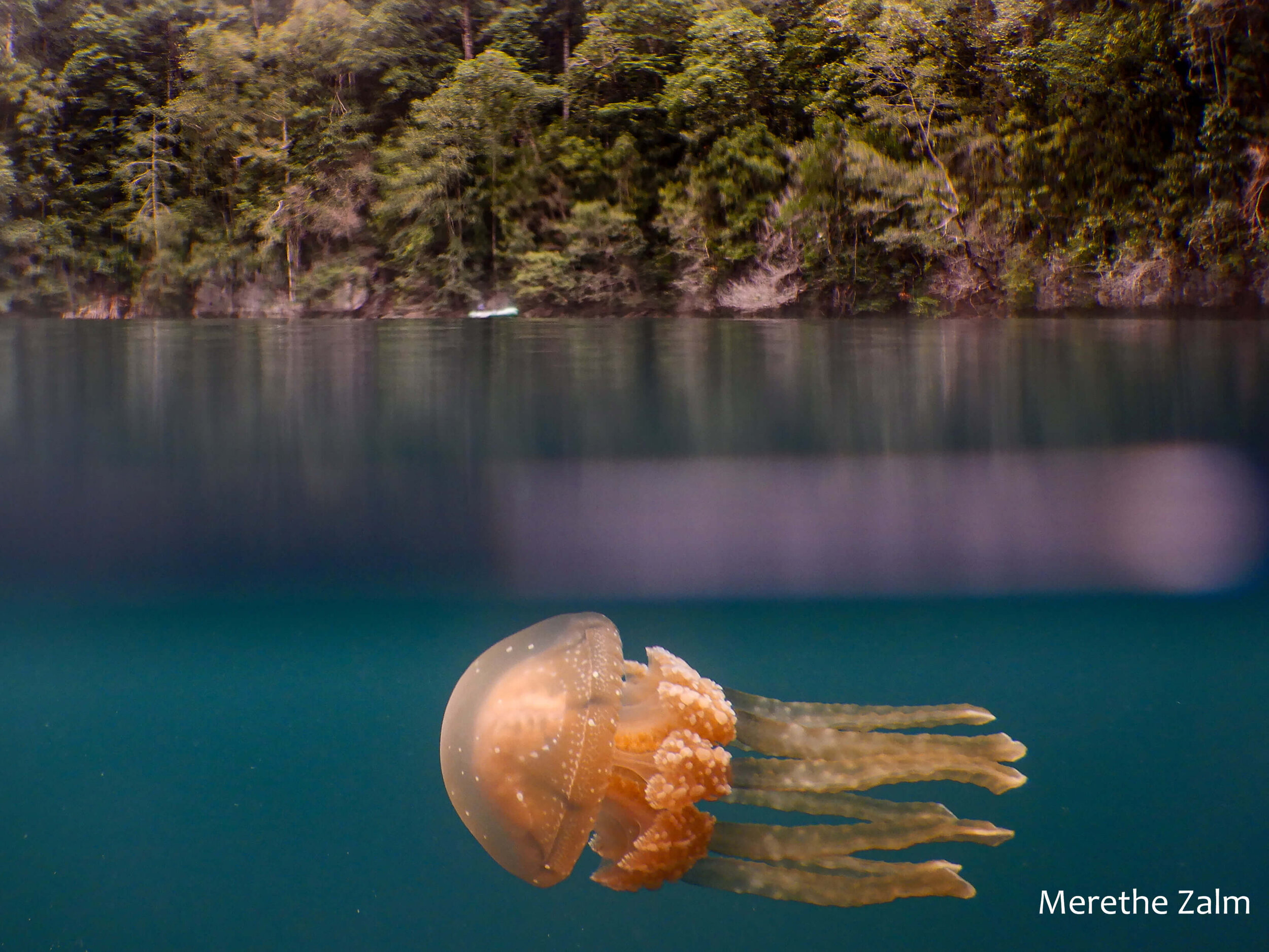 Golden jellyfish (Mastigias papua)