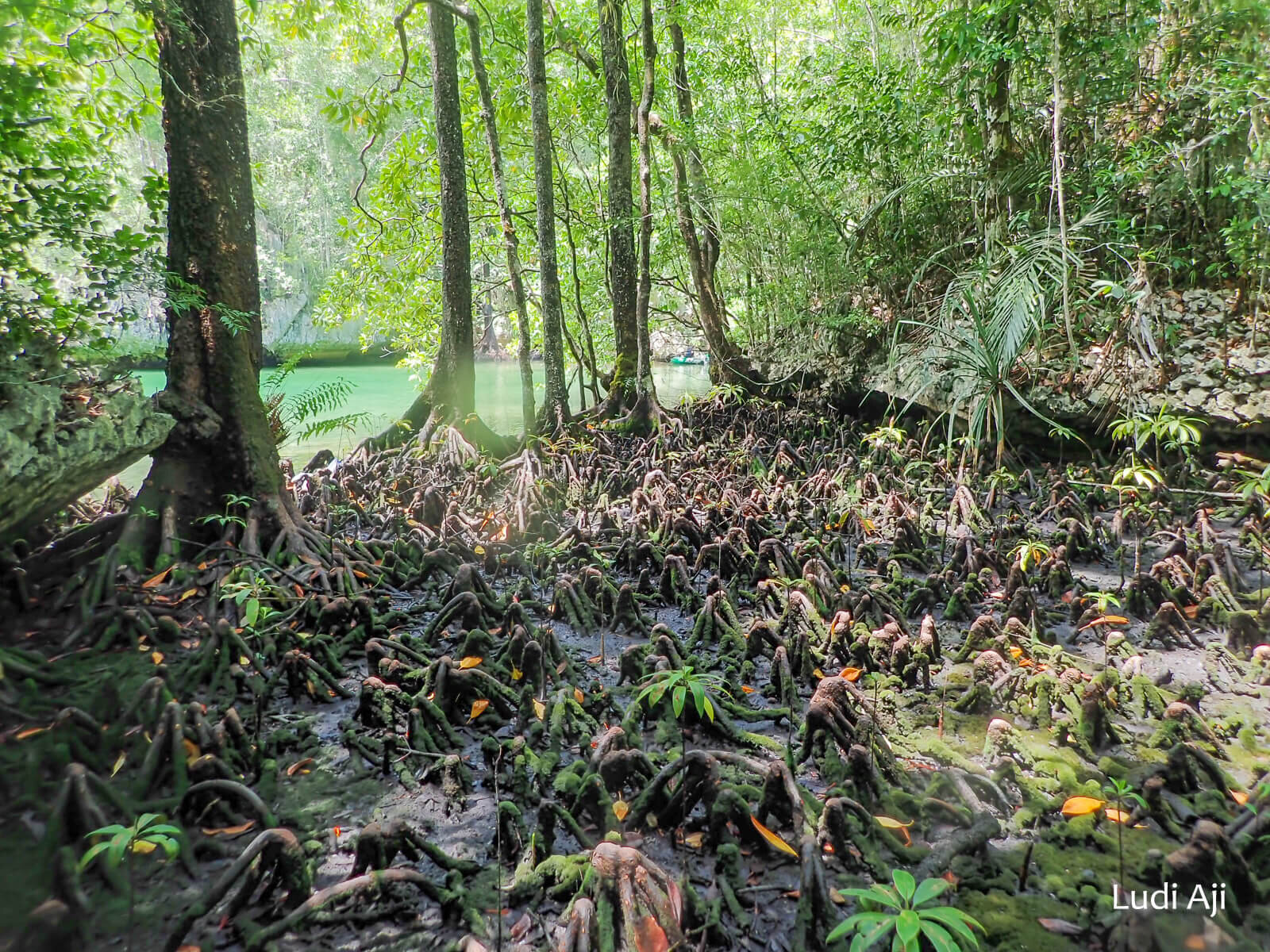 Mangrove forest adjacent to a marine lake