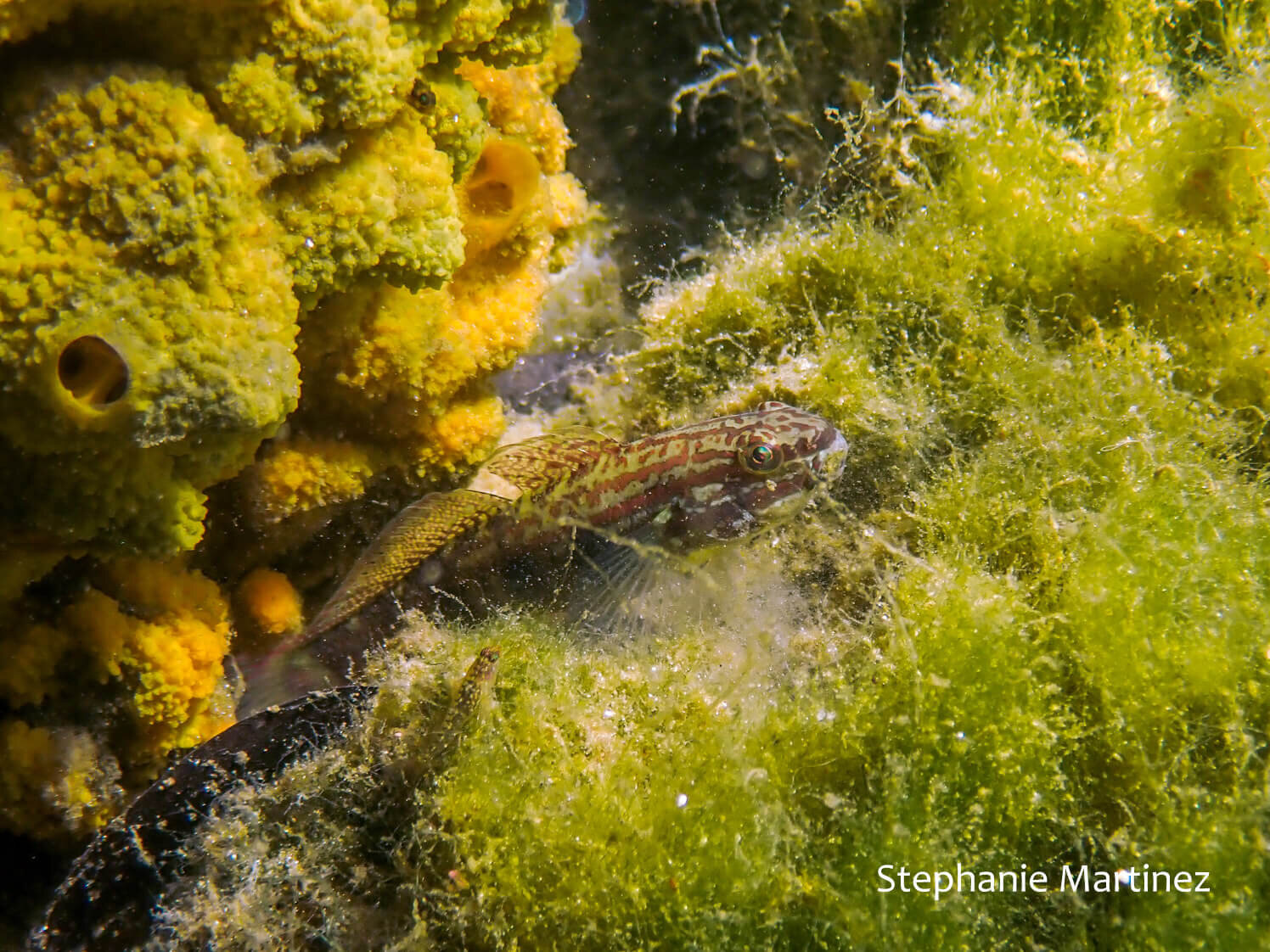 A buan goby (Amblygobius Buanensis) peeking through a patch of algae