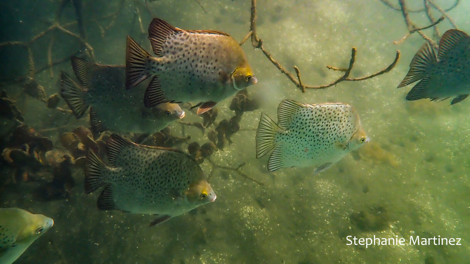 School of spotted scat (Scatophagus argus)