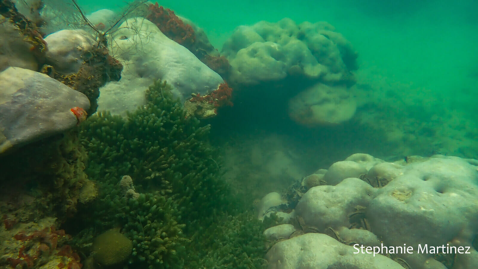 Hard coral ensemble inside a marine lake