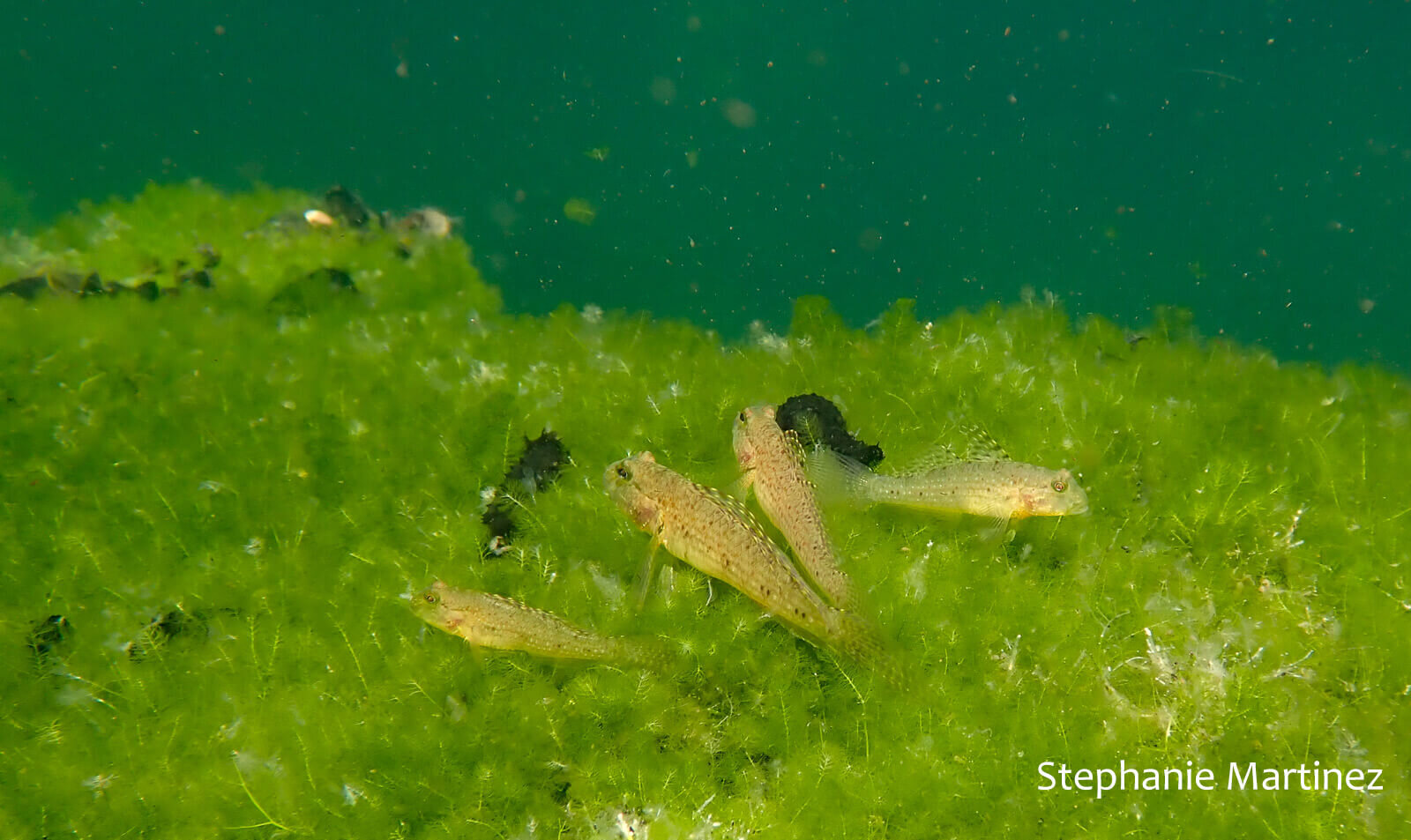 A group of gobies (Exyrias puntang) laying on an algae mat