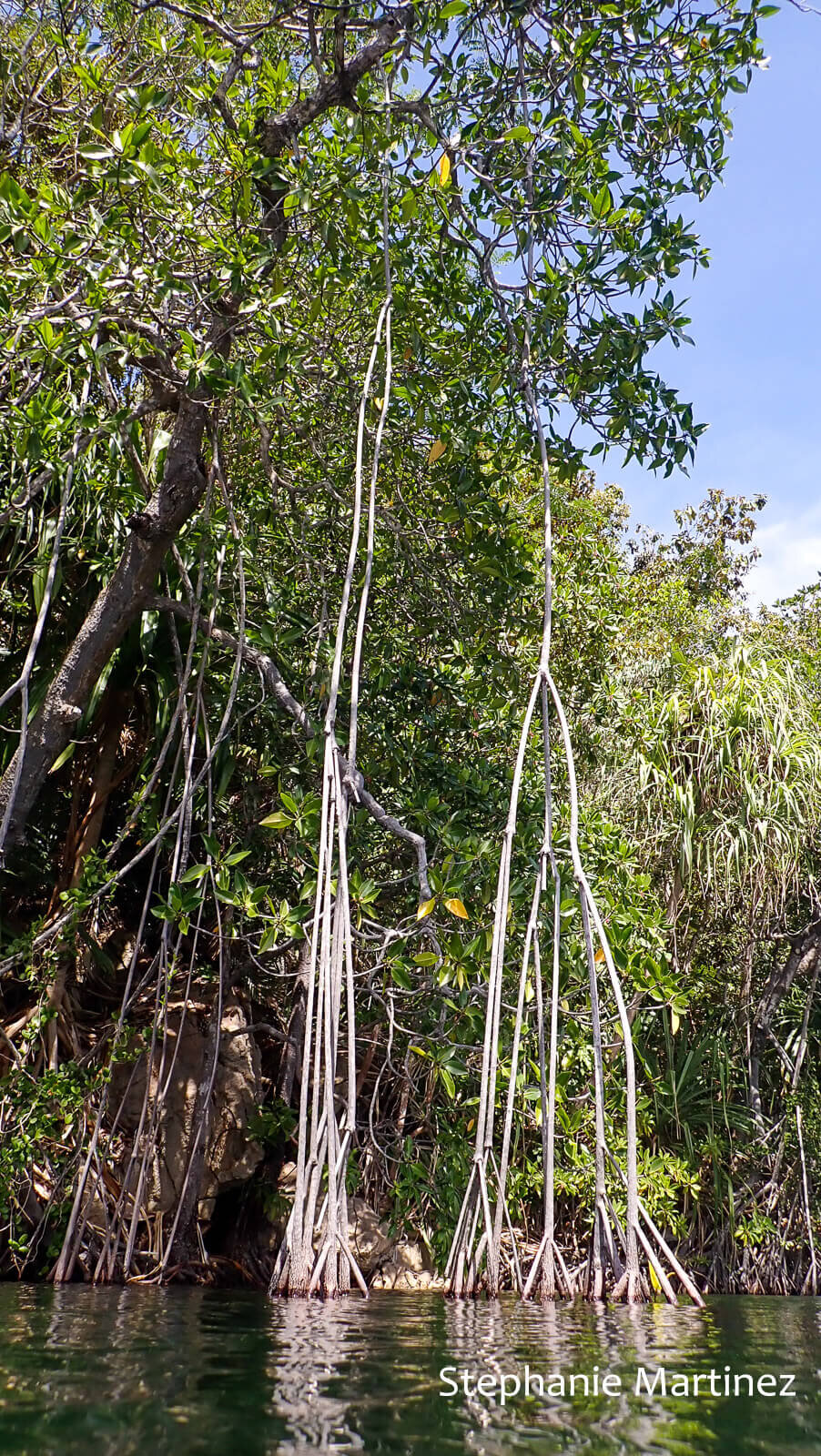 Aerial roots 