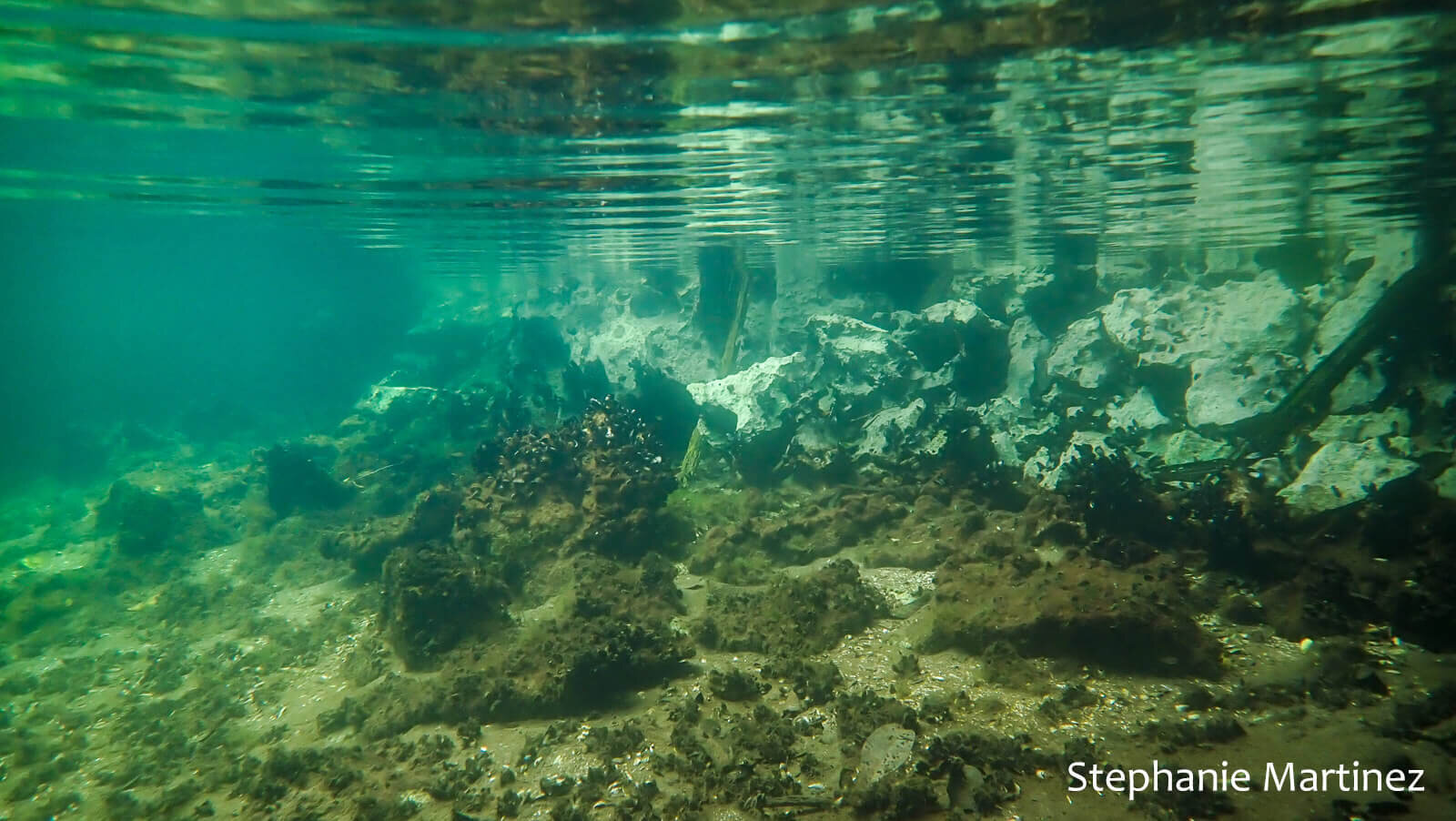 Underwater landscape of a marine lake