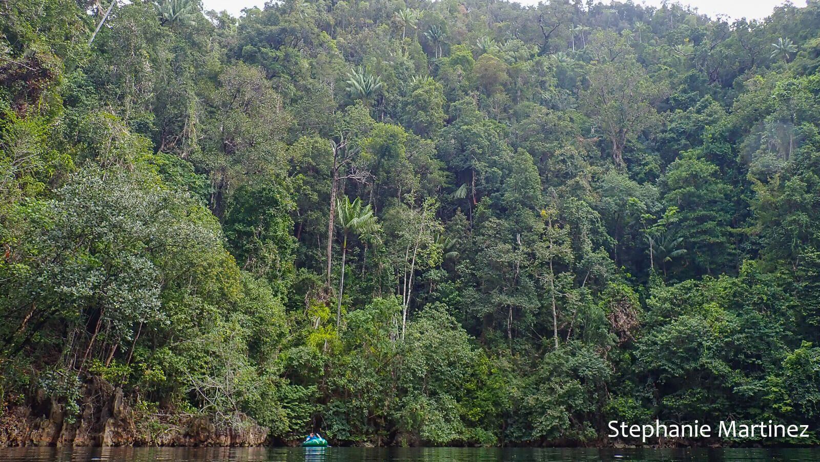 Thick jungle surrounding a marine lake