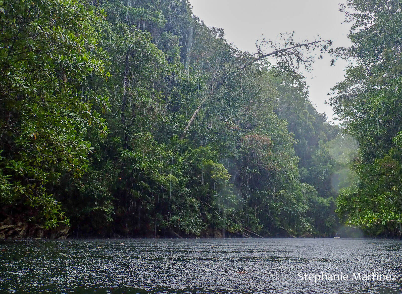 Jungle surrounding a marine lake