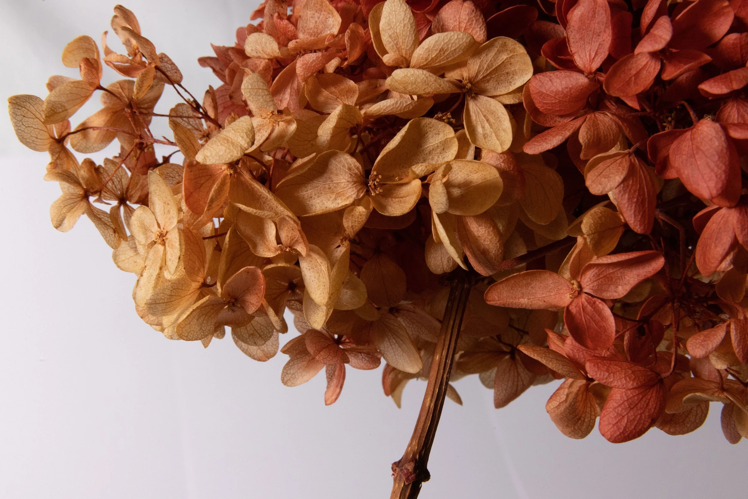 MMP-Studio-Shoot-29.08.22-334.jpg