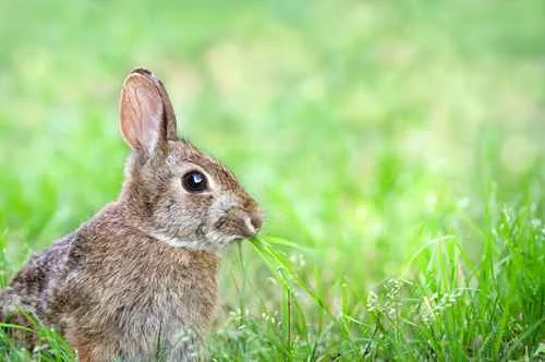 Rabbits