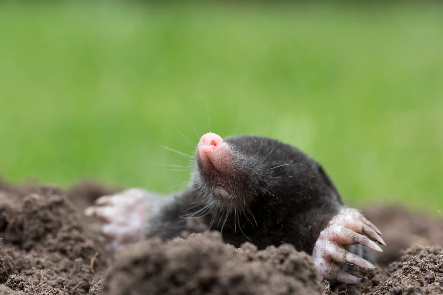 Moles