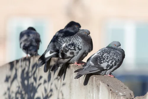 Pigeons