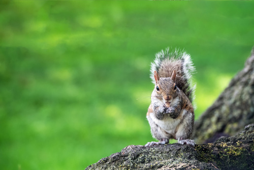 Grey Squirrel
