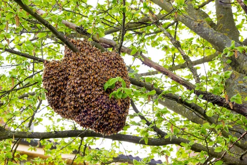 Bees