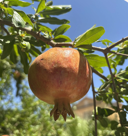 Deepening in Yoga - concession