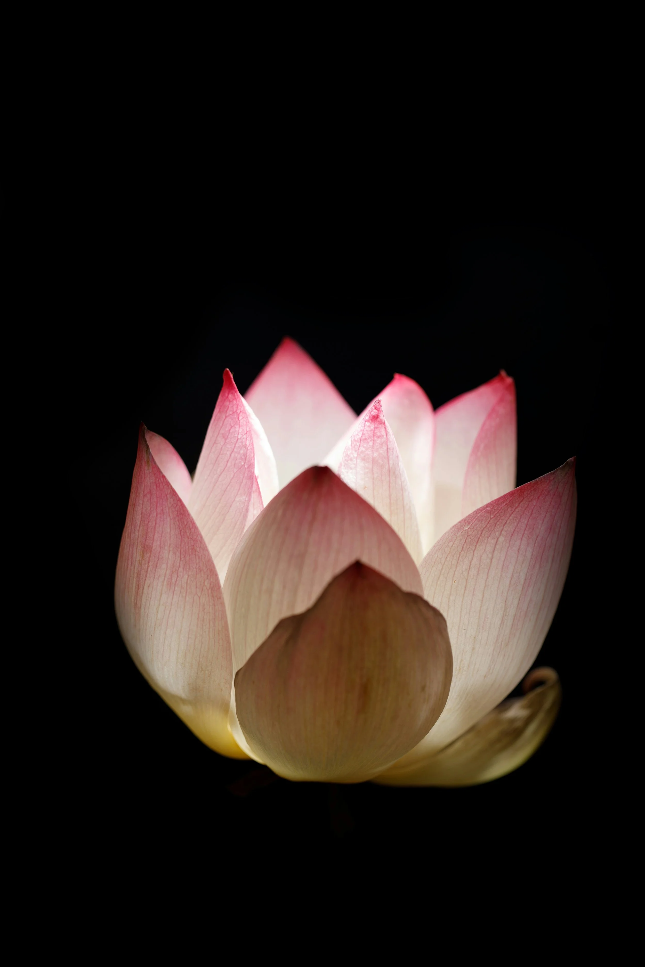 Deepening in Yoga - 100 hour course