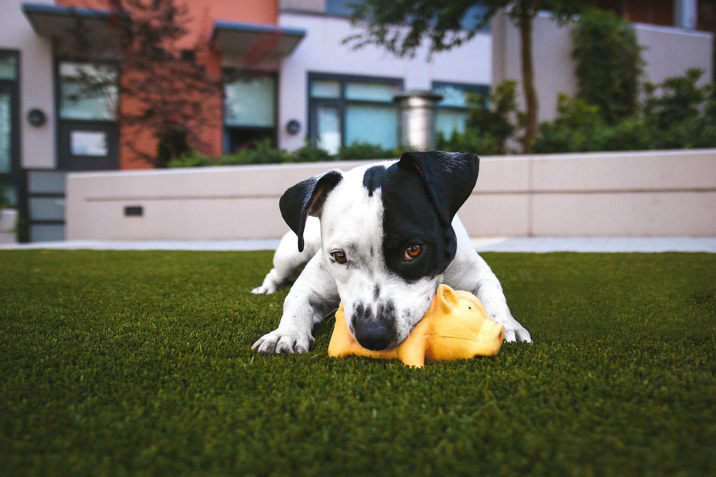 Why Your Dog Chews Everything (And What You Can Do About It)