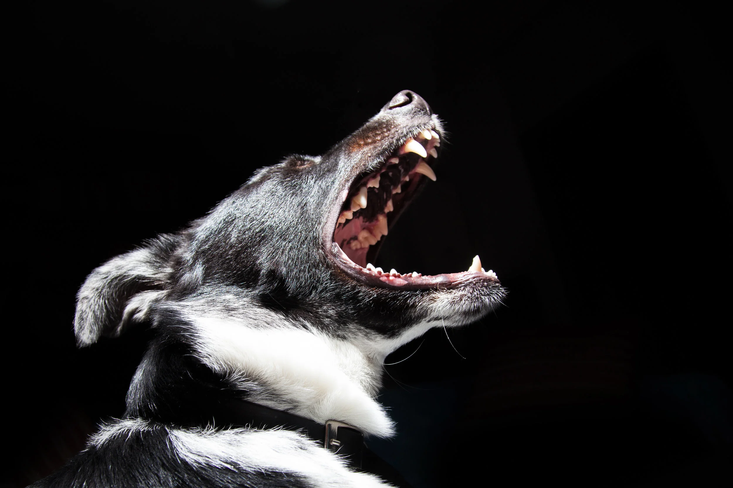 Angry dog.jpg