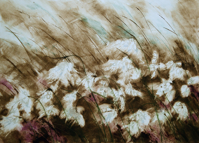bog_cotton.jpg