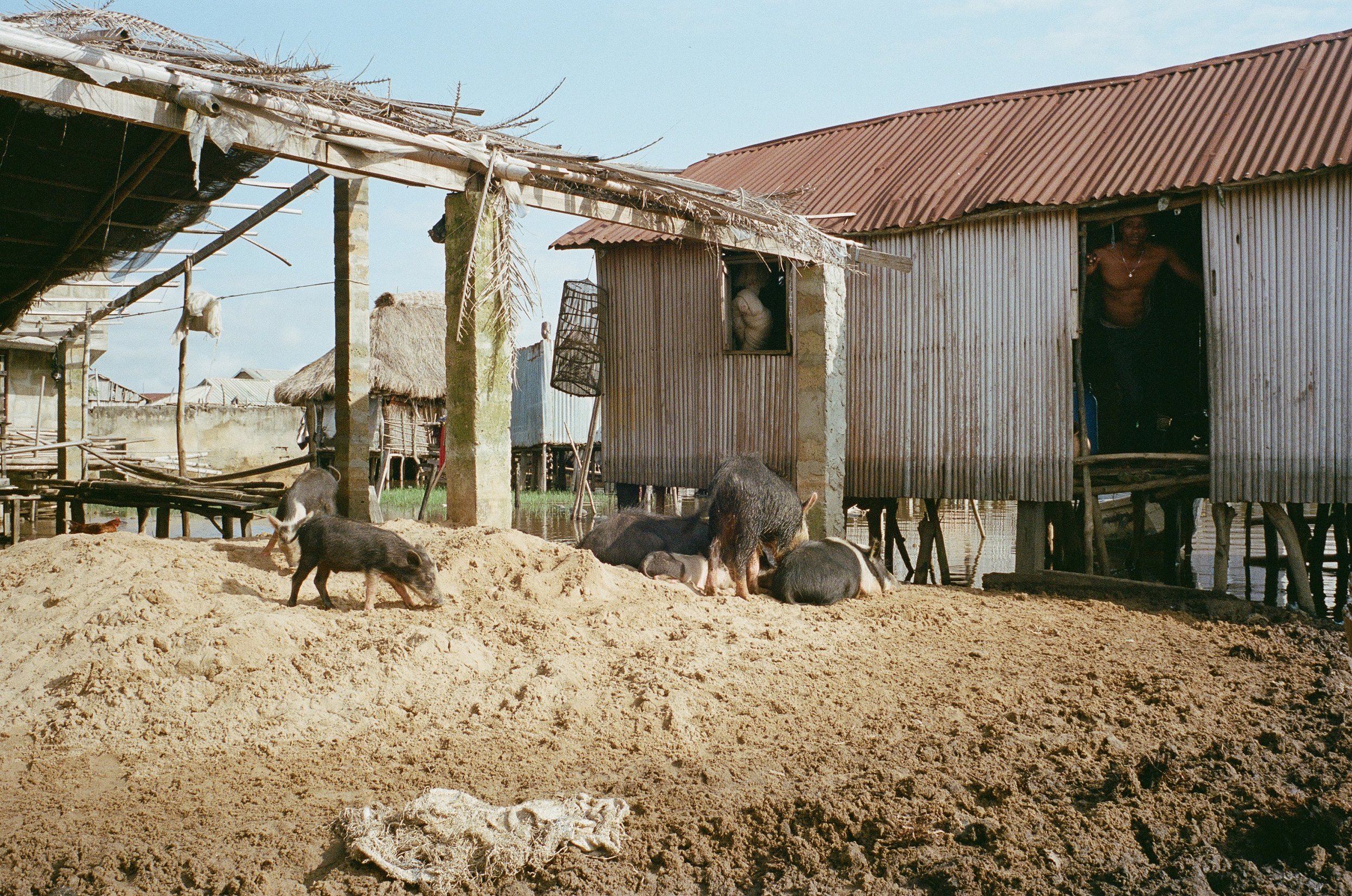  Livestock near the king’s compound.  