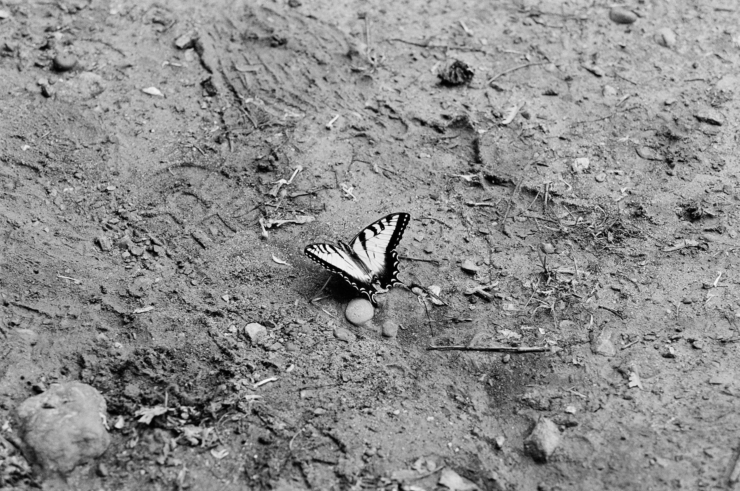 A butterfly lights on earth. 