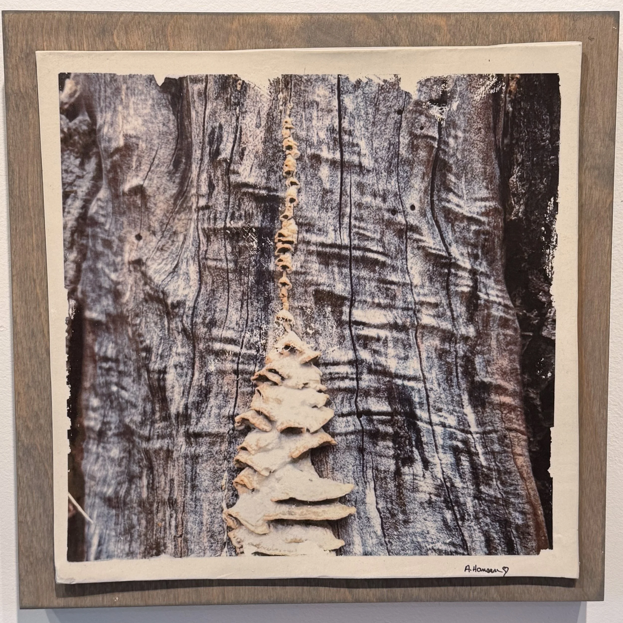 34. Annette Hansen - "White Spongy Fungi on Gray Trunk"
