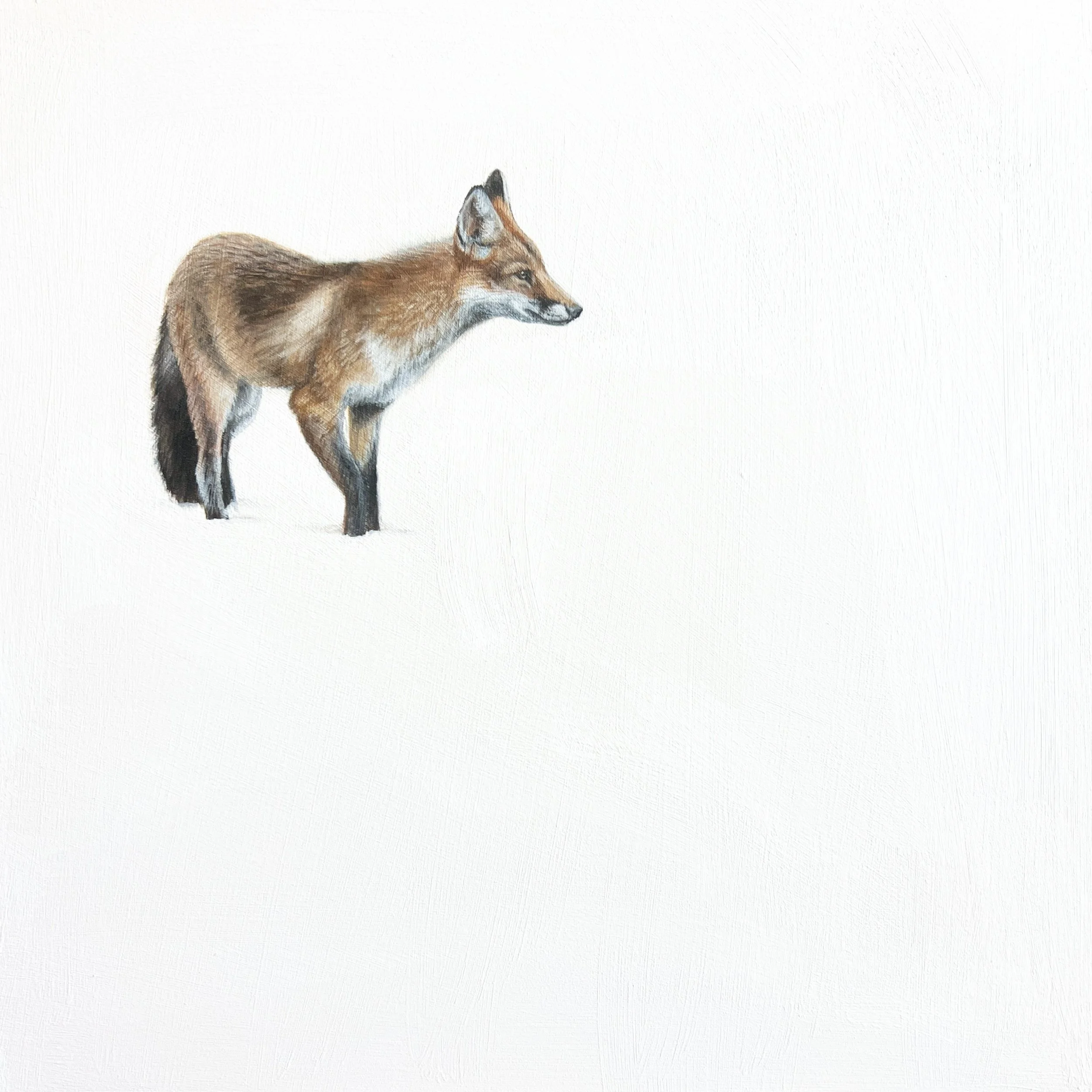 Heather Cook - "Fox" - 10" x 10"