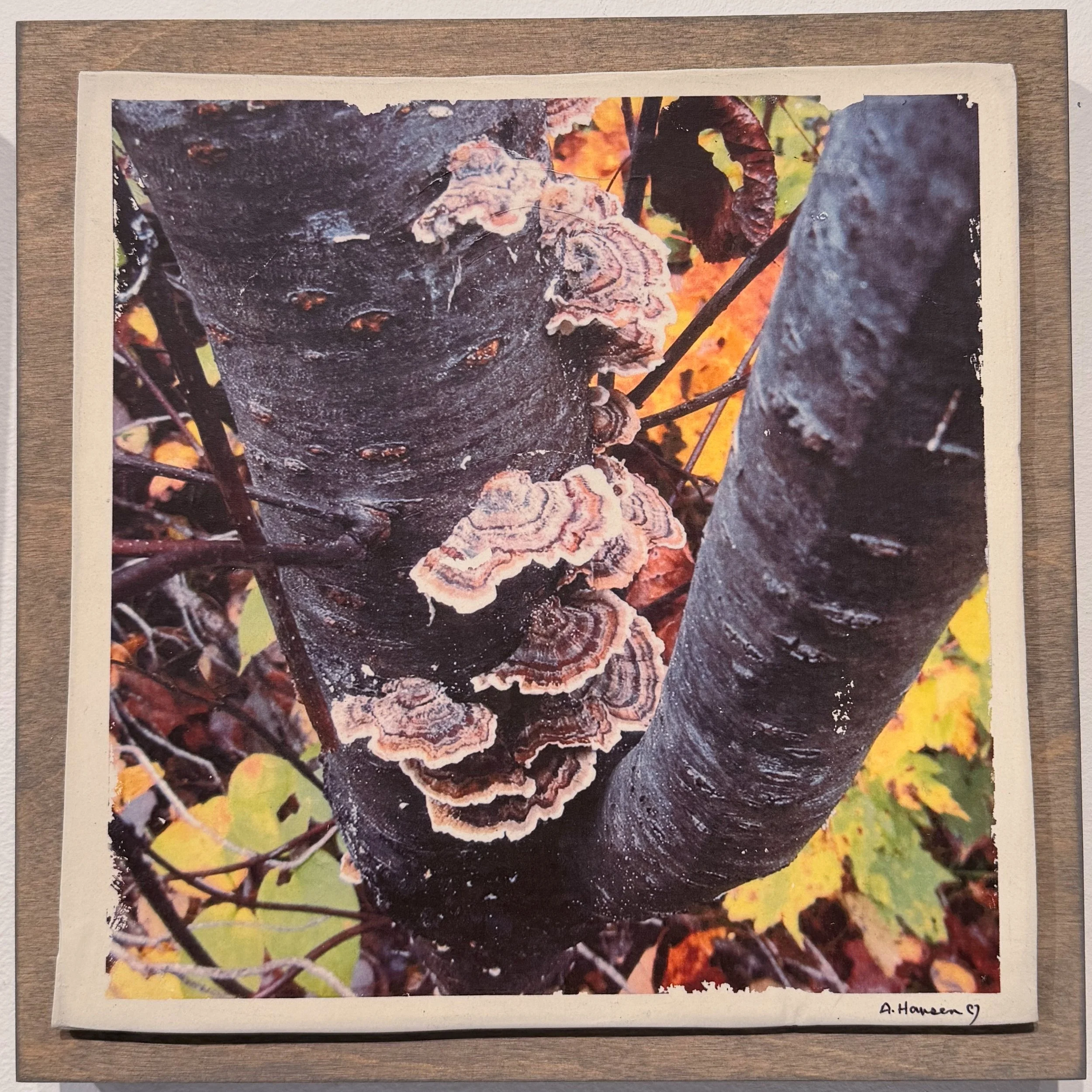34. Annette Hansen - "Turkey Tail Fungi on Living Tree"