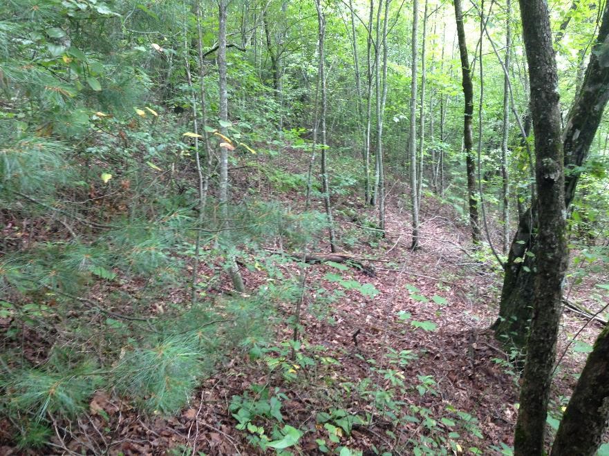 Western North Carolina Solar Projects - Phase 1 ESA