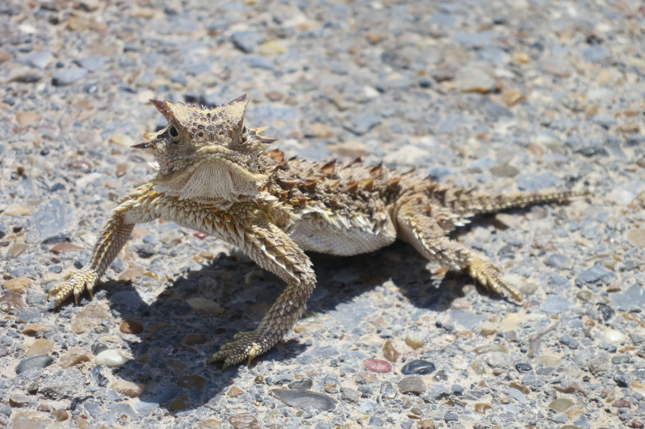HornedLizard.JPG
