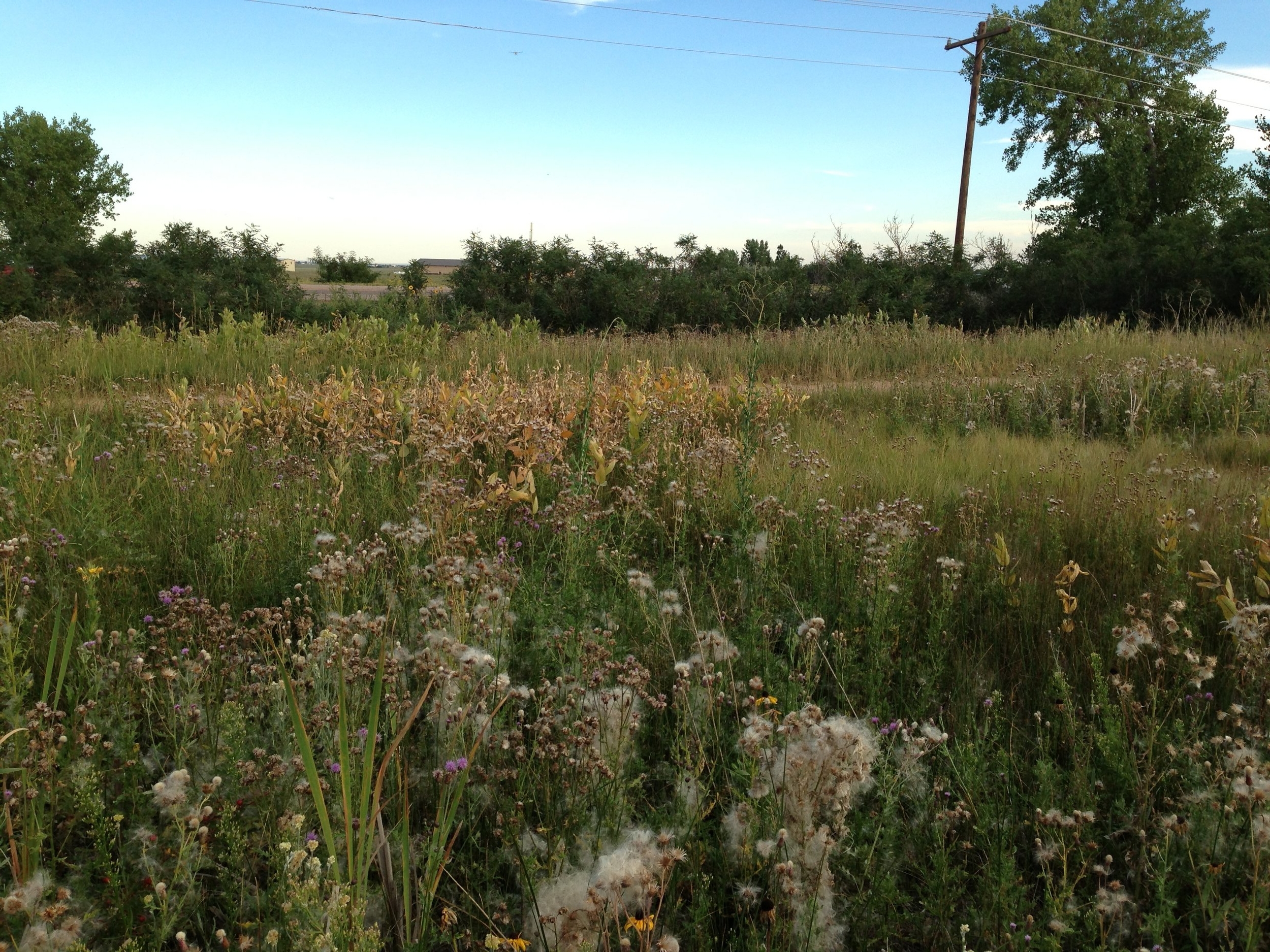 Golden West Wind Energy Project - Wildlife Surveys