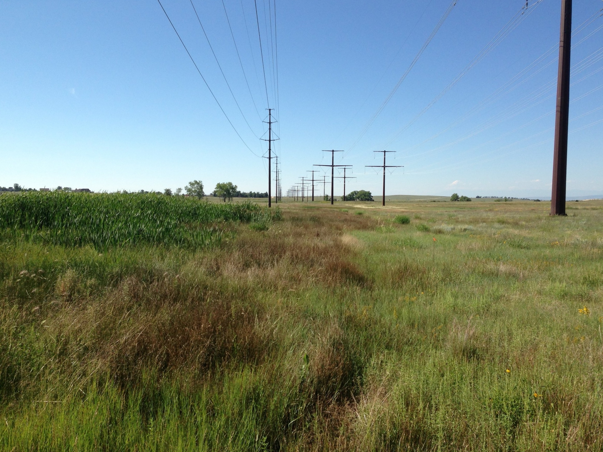 Golden West Wind Energy Project - Wildlife Surveys