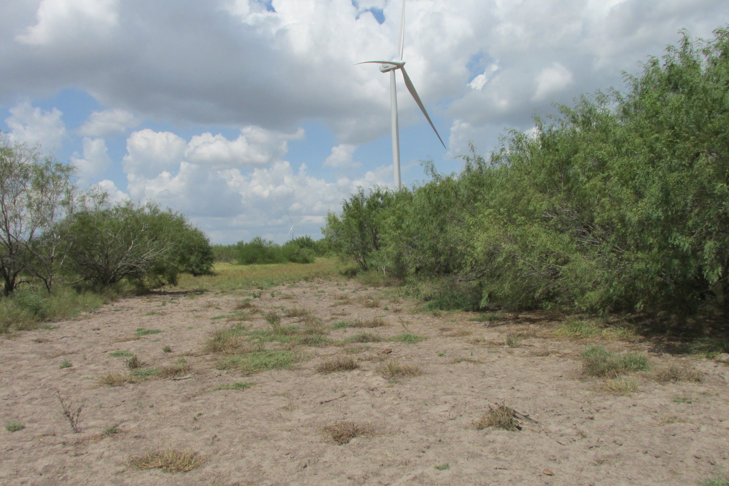 Los Vientos III, IV, and V Wind Projects - Wetland Delineation