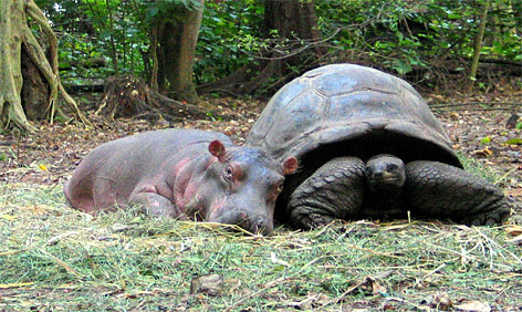 Owen and Mzee, Photographed by Peter Greste