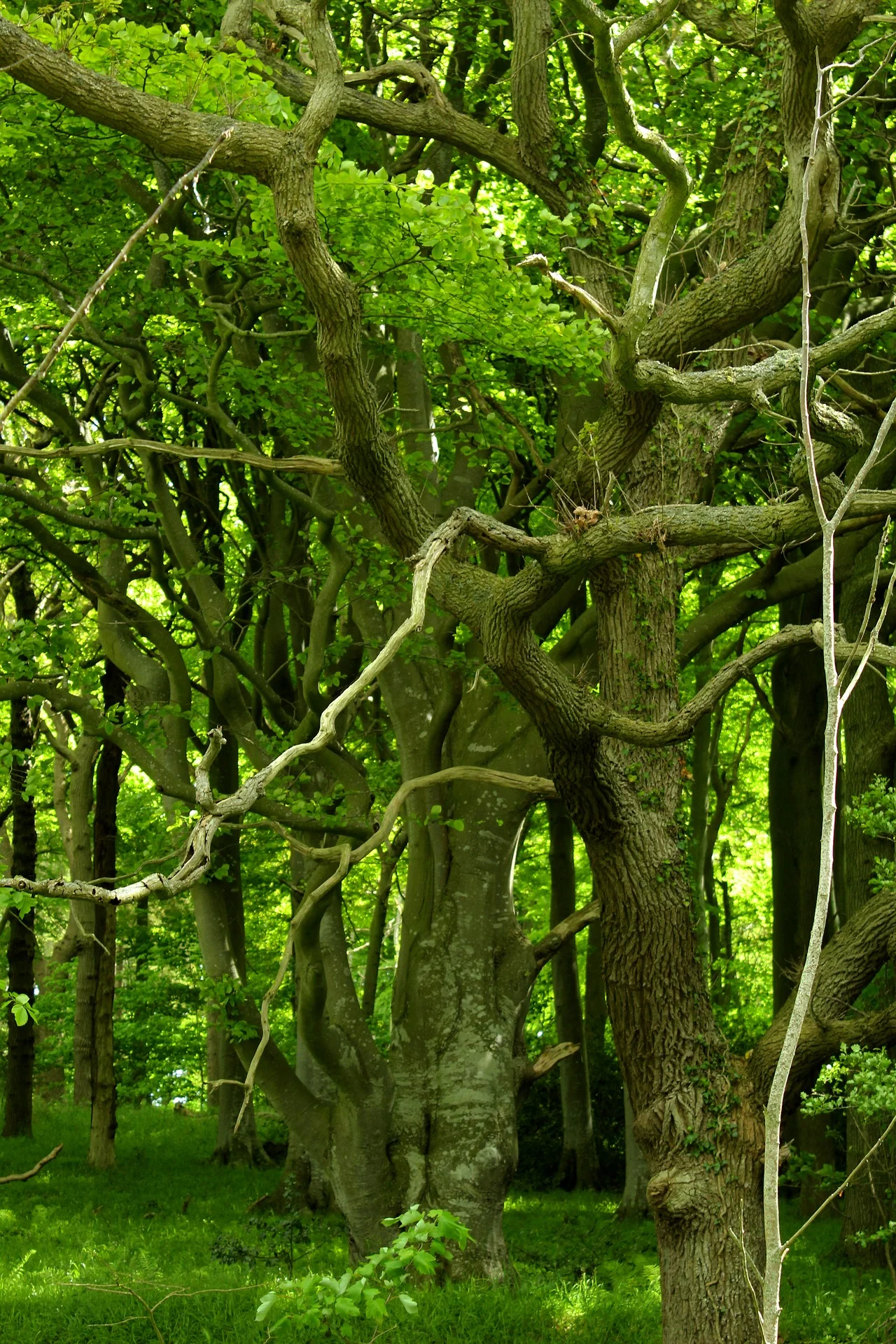 forest-2353629_1920.jpg