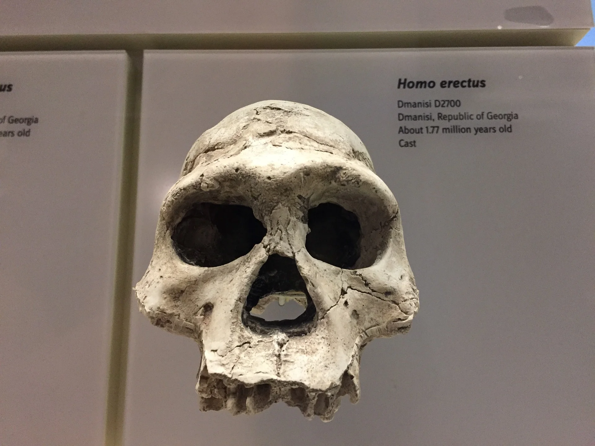 homo-erectus-2242425_1920.jpg