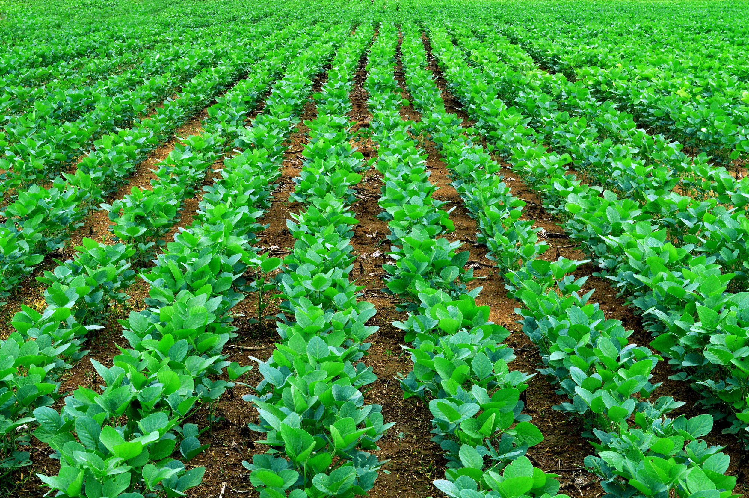 soybean-field.jpg