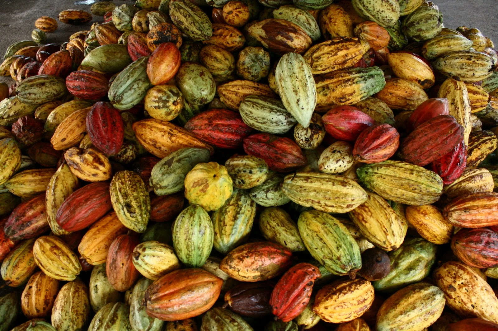 cocoa pods.JPG