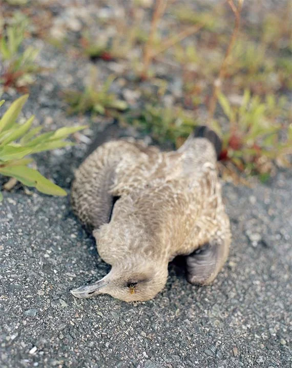 deadbird.jpg