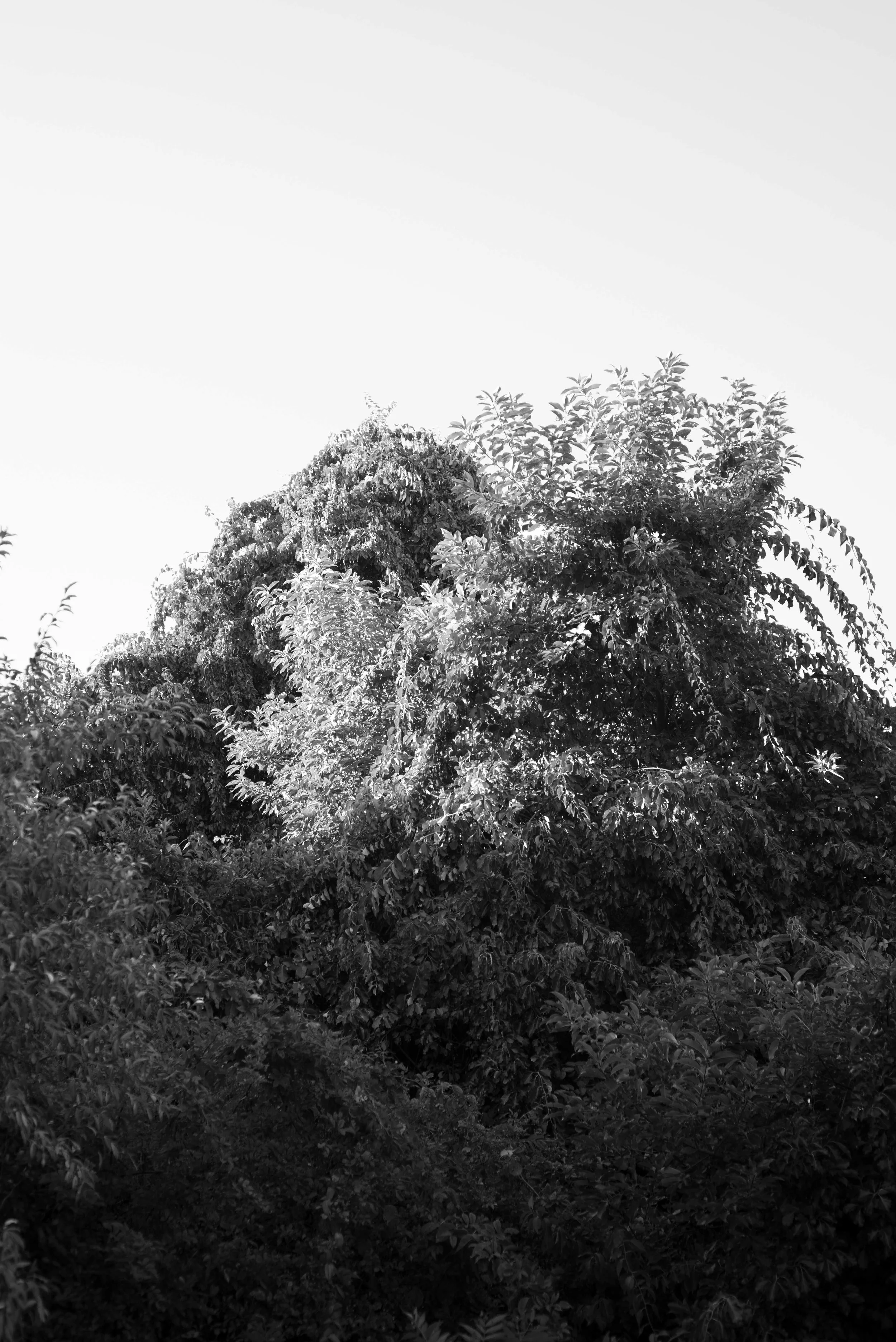 black and white .jpg