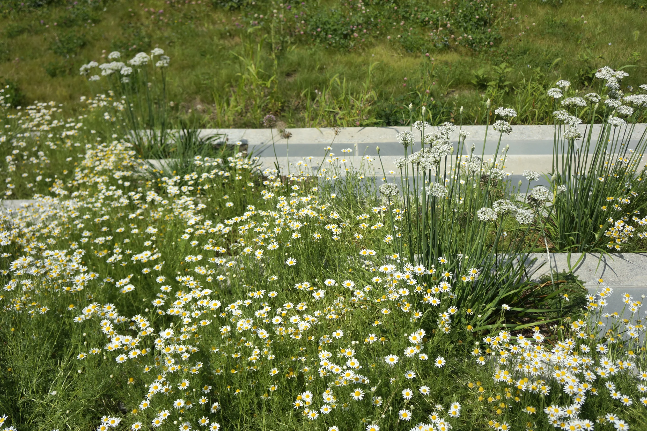Chamomile_Allium_Steps.jpg