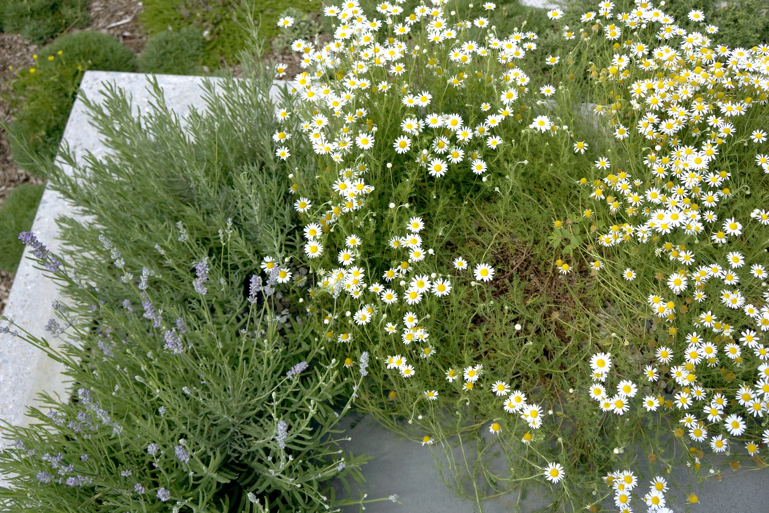 Chamomile_Lavender_TopSteps.jpg