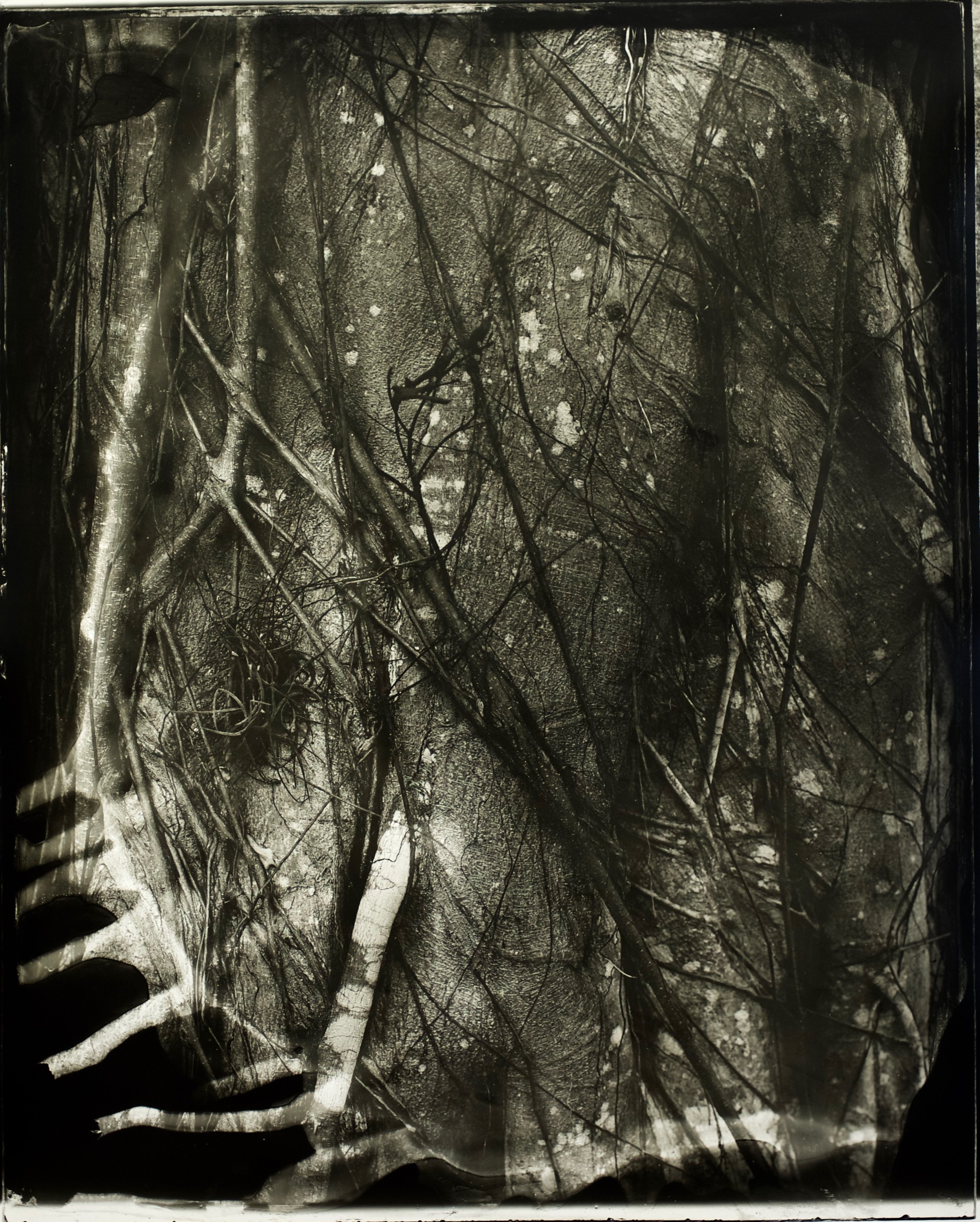 Implicāre, 30 in. x 37 in., collodian negative hand printed on Fomatone paper, 2018. #2018-7.(Slighly lower contrast than #6.).jpg